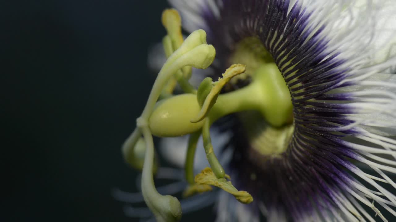 西番莲或西番莲花。蜜蜂在自然环境中采集花粉。
有选择性的重点。视频素材