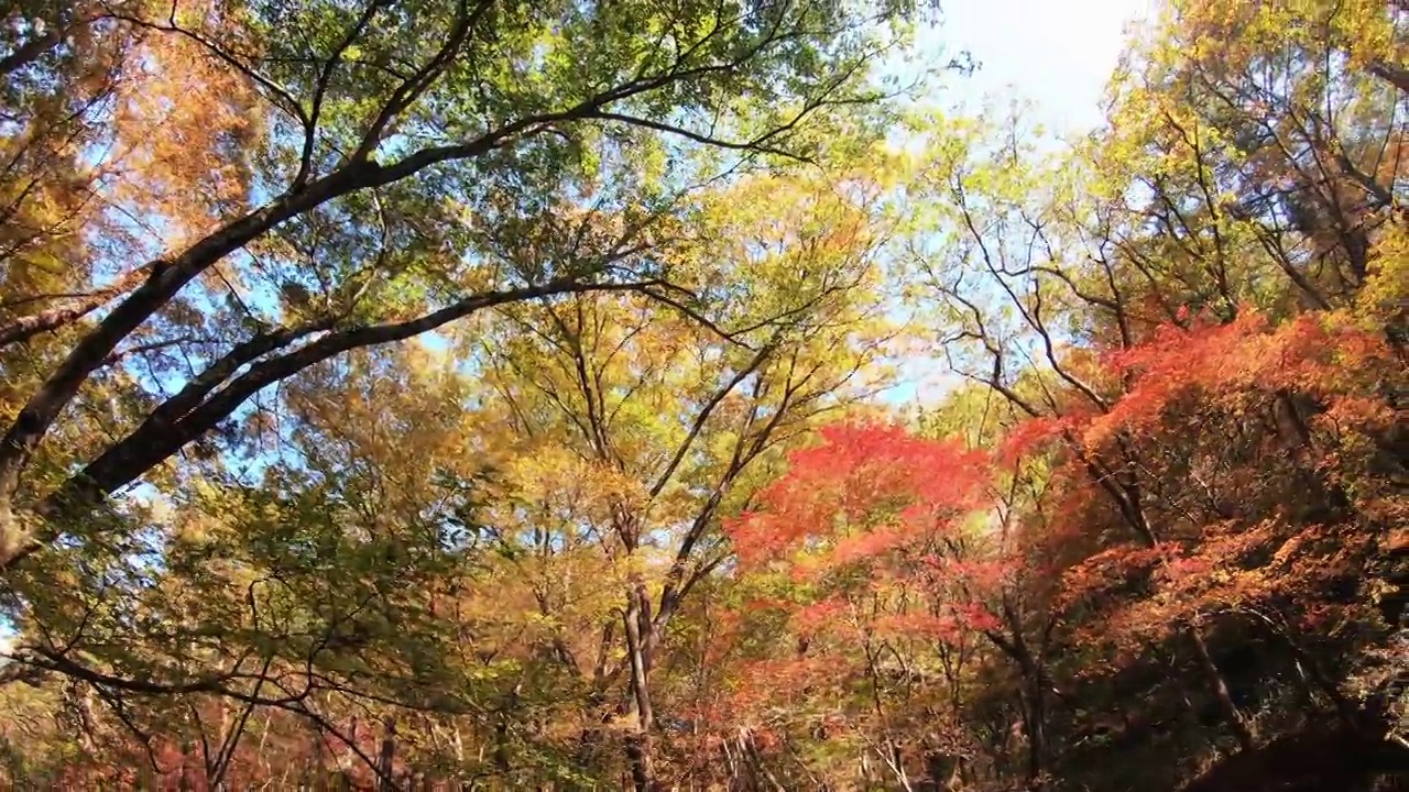 秋日恰克山的枫树风景/韩国江原道原州市视频素材