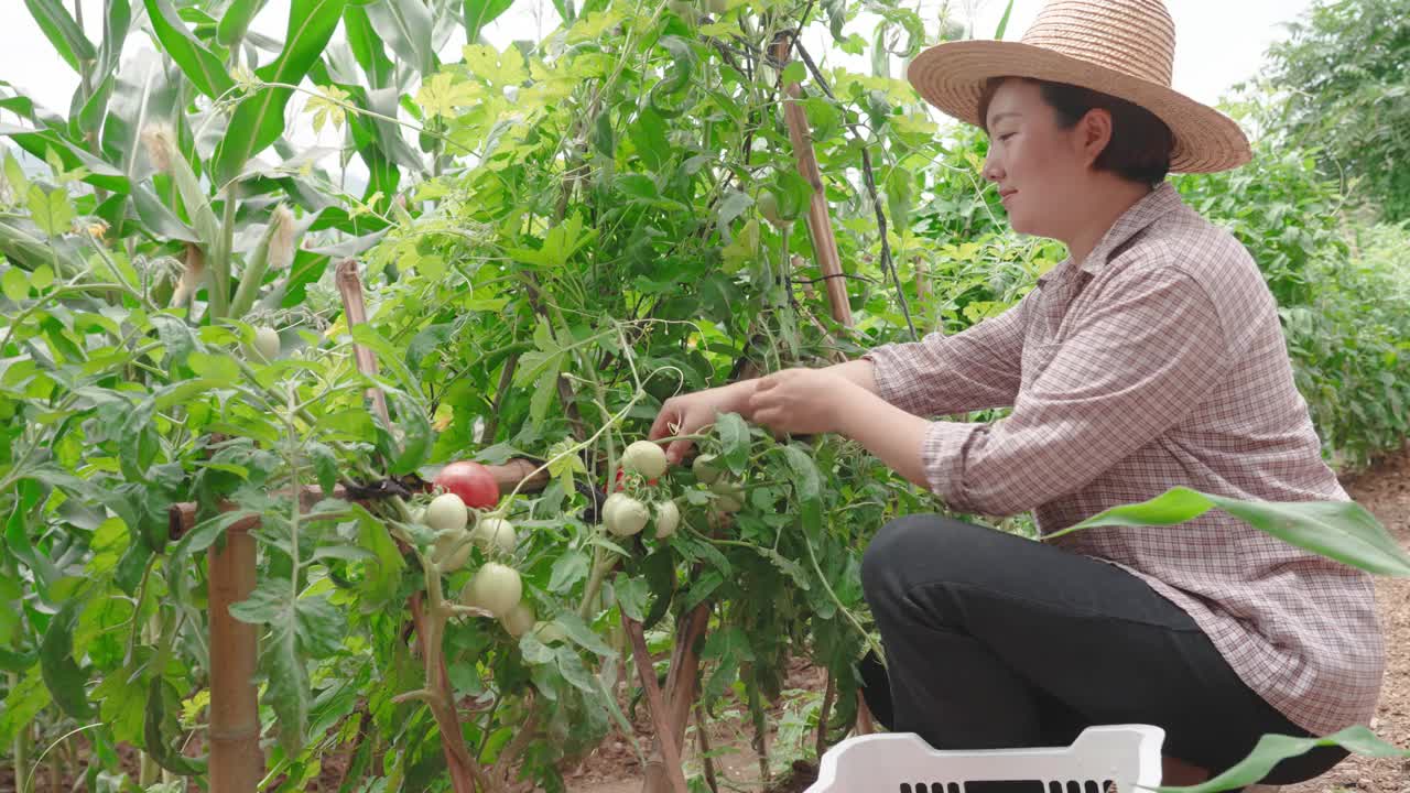 有机农民收获有机西红柿视频素材