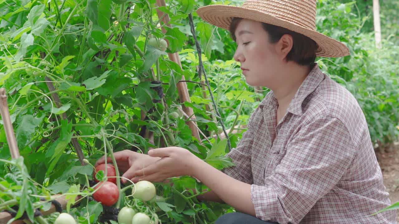 有机农民收获有机西红柿视频素材