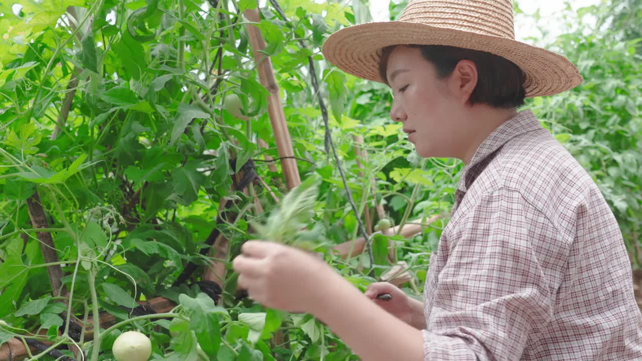 女农民在农场修剪庄稼视频素材