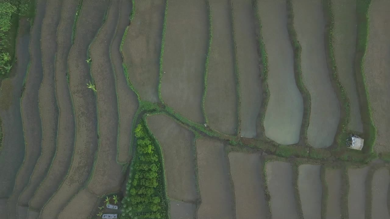 从空中俯瞰印度尼西亚农村的梯田在晨雾中。与刚刚种植水稻的稻田的情况有关。视频素材