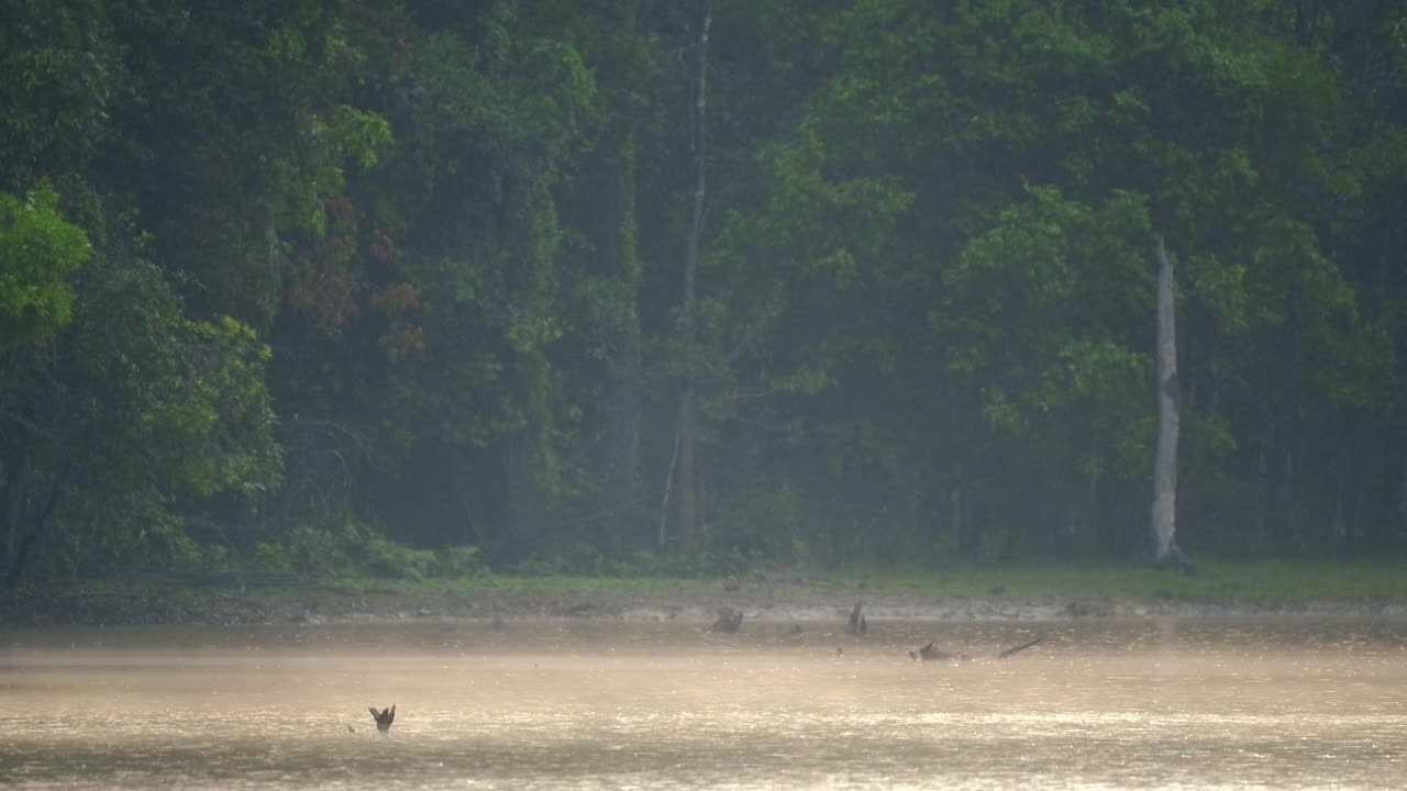 雾在森林与雨在早晨的场景，山脉和热带森林的观点，自然背景视频素材