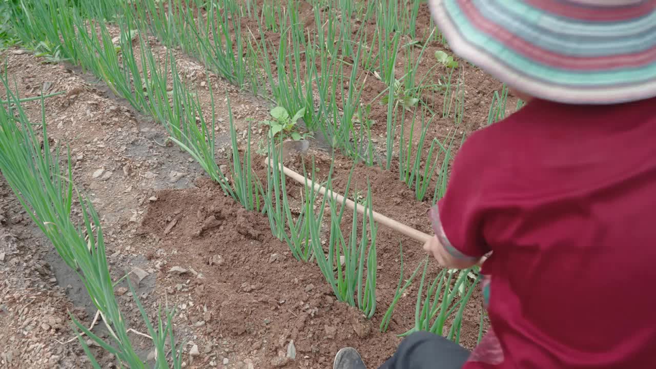 在农场工作的女性农民视频素材