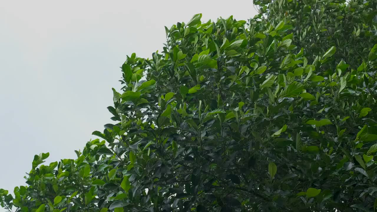 风吹枝绿叶树前雨视频素材