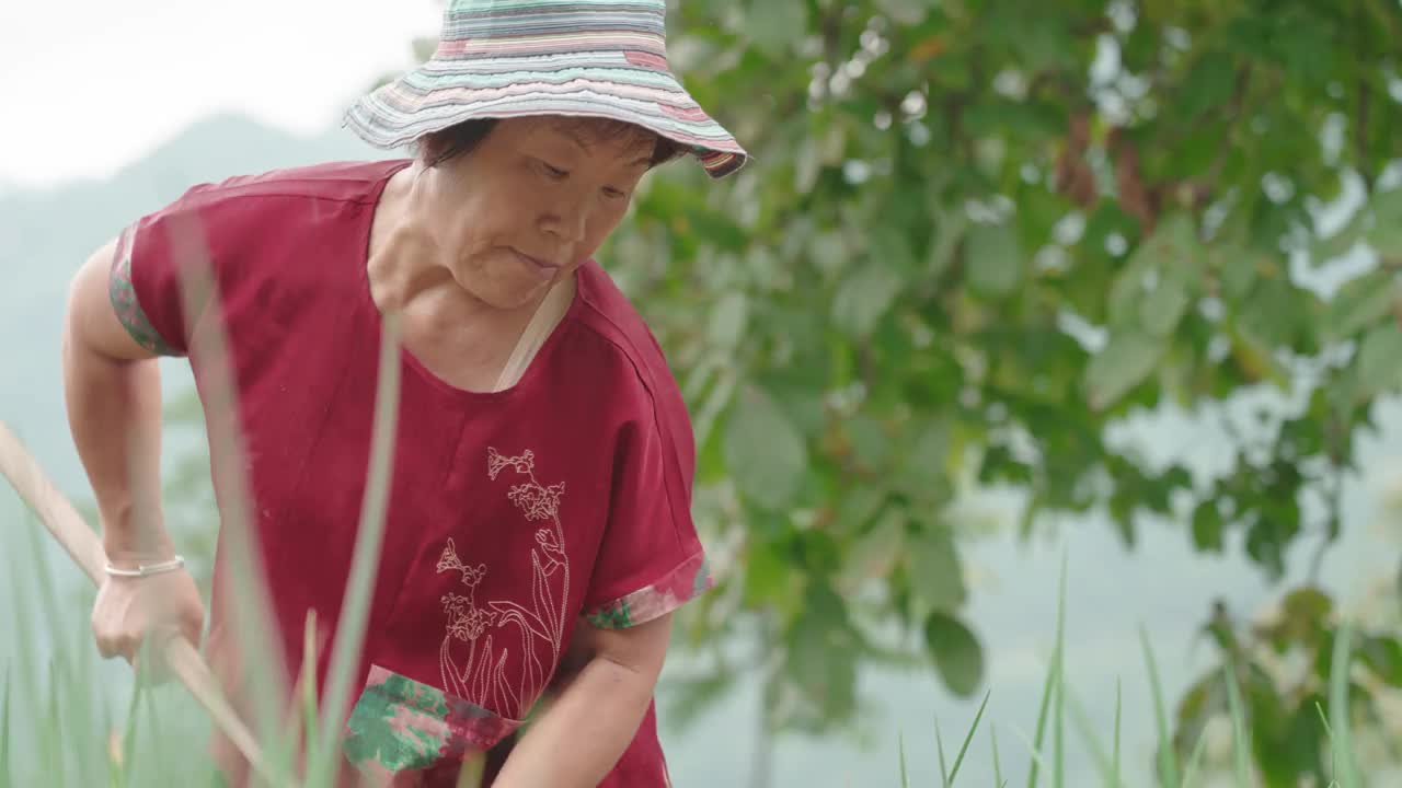 在农场工作的女性农民视频素材