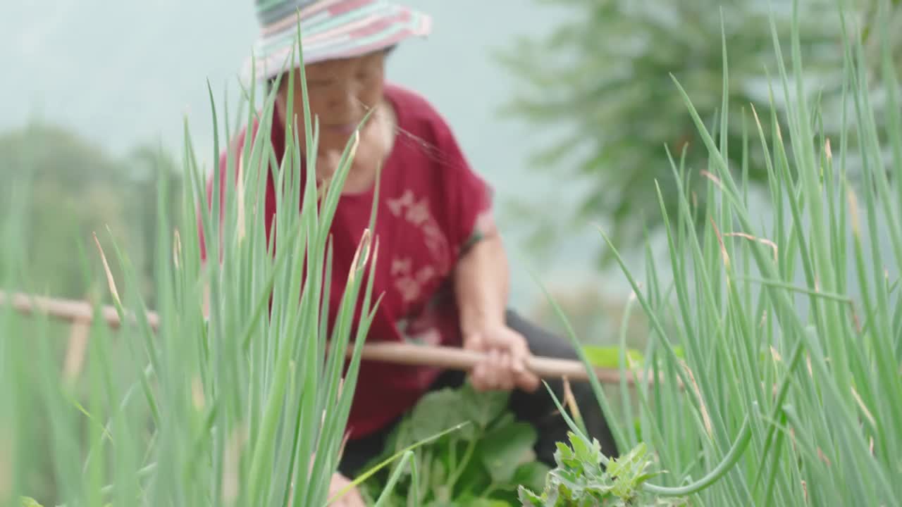 在农场工作的女性农民视频素材