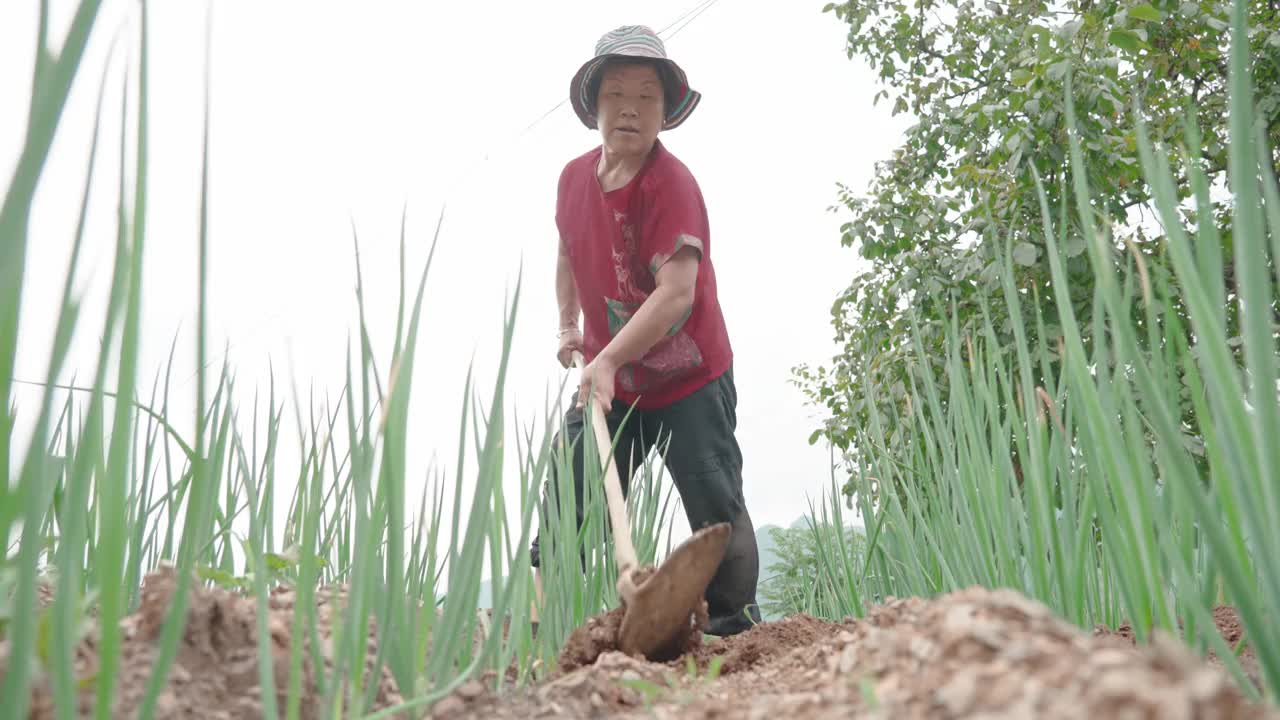 在农场工作的女性农民视频素材