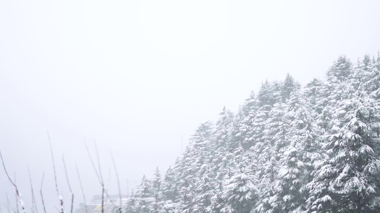 在印度喜马偕尔邦的马纳里，冬天下雪时，森林中被雪覆盖的松树的景色。冬天森林里的雪。视频素材