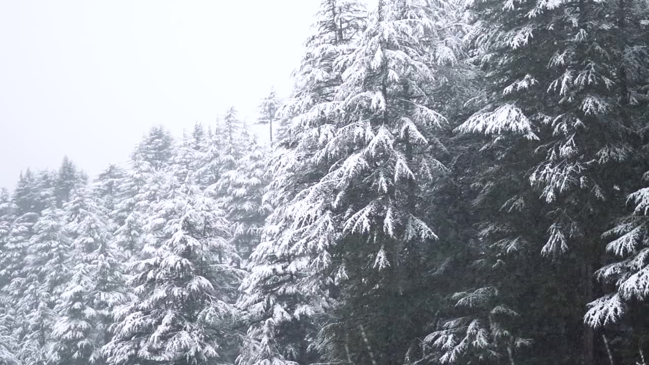 在印度喜马偕尔邦的马纳里，冬天下雪时，森林中被雪覆盖的松树的景色。冬天森林里的雪。视频素材