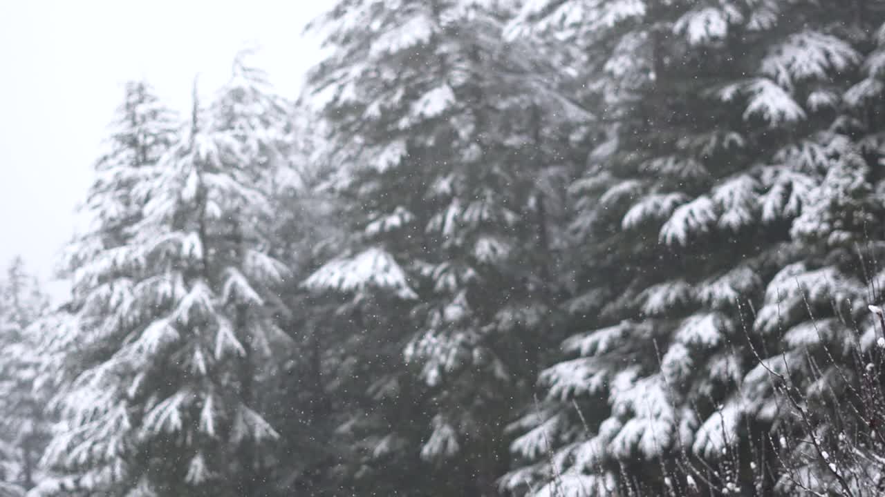 印度喜马偕尔邦的马纳里，冬天下雪时，森林里被雪覆盖的松树前面的雪落下的慢动作镜头。冬天森林里的雪。视频素材