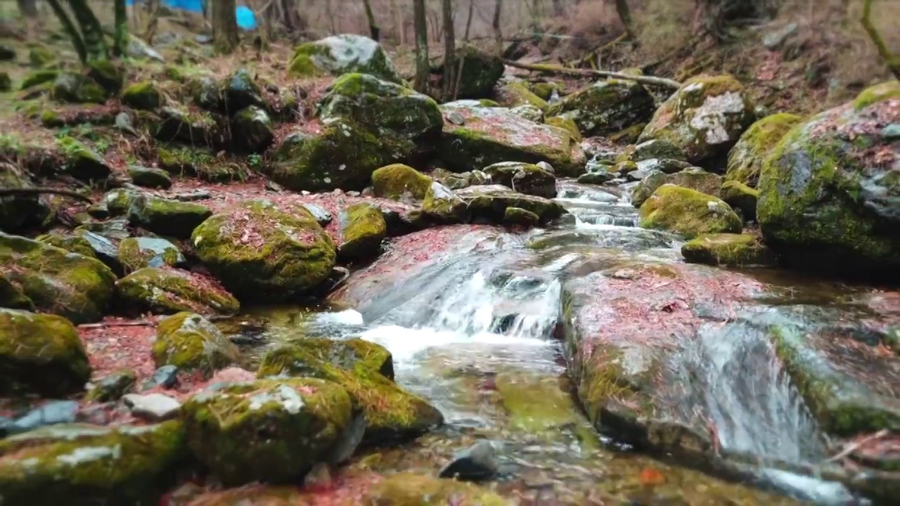 韩国江原道原州市，Chiaksan valley in spring视频素材