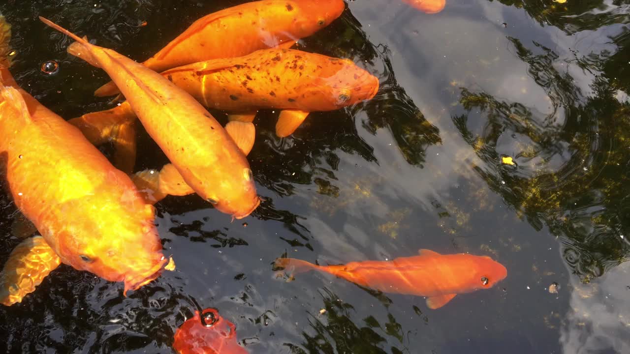 锦鲤在池塘里，花式鲤鱼鱼在水里游泳视频素材