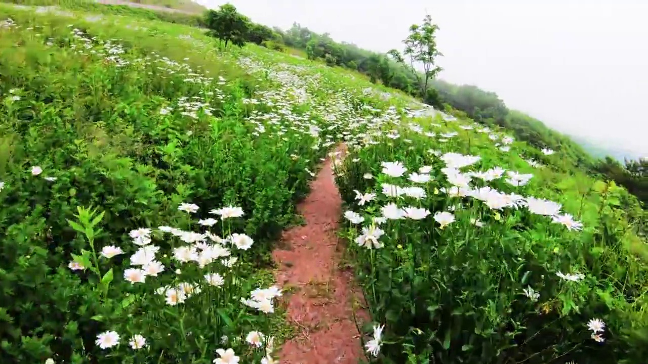 清谷山的雾和雏菊风景/韩国江原道平昌郡视频素材