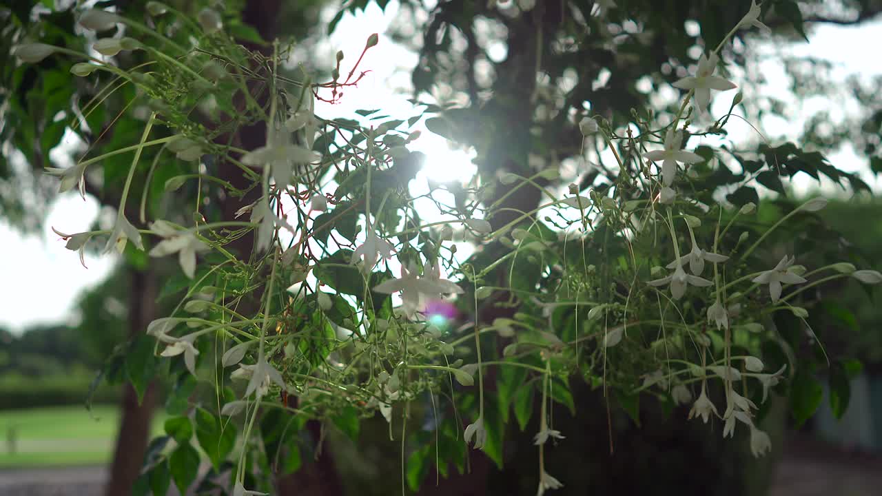 美丽的花印度软木花在公园对抗太阳耀斑。视频素材