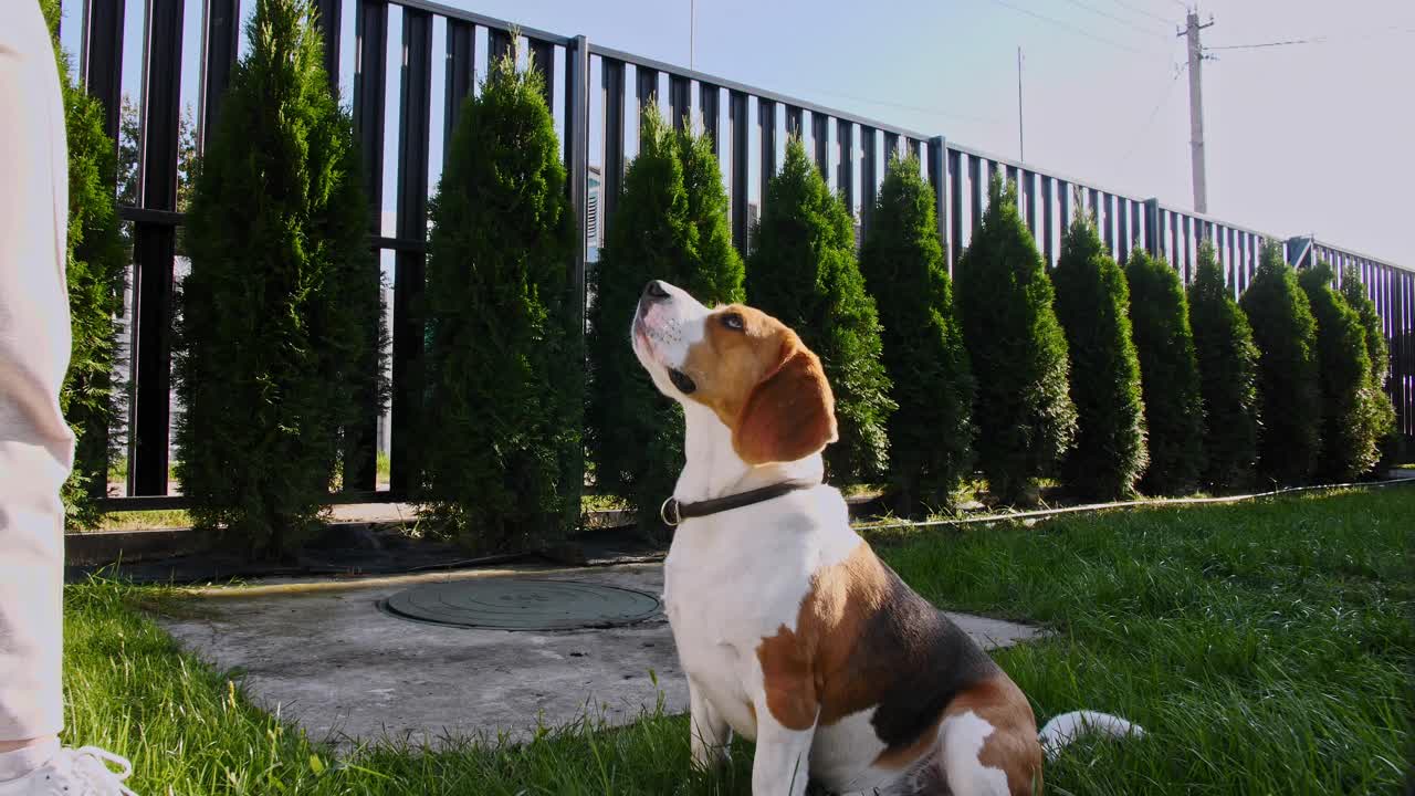 女人教动物命令。小猎犬坐在家里的草坪上，服从命令，转过身来。狗的训练。概念服从,友谊。男人最好的朋友视频素材