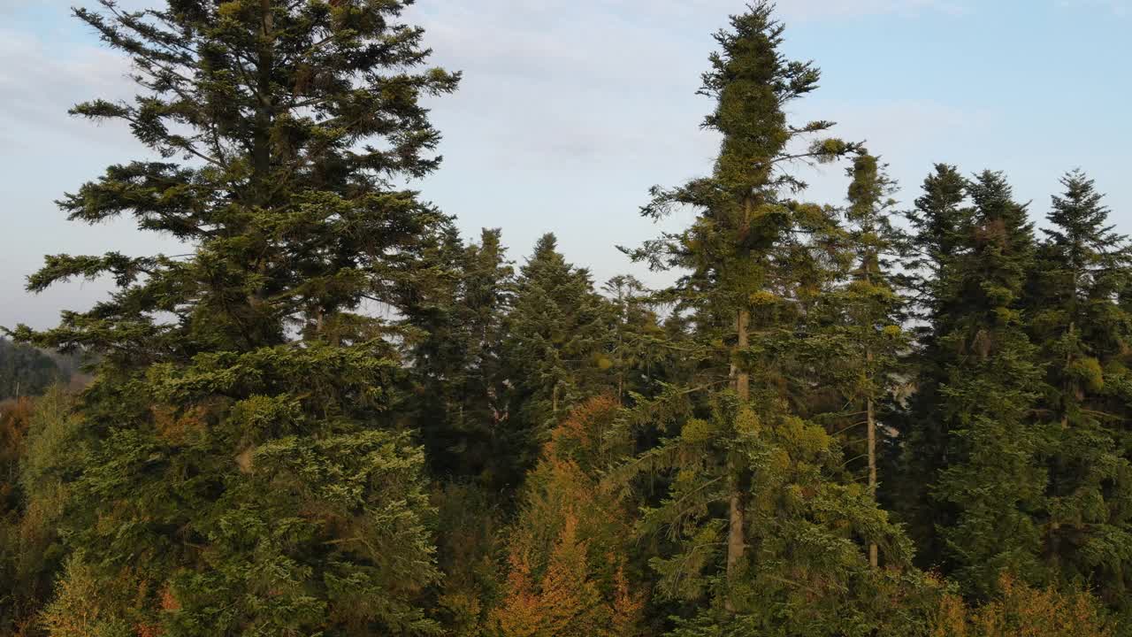 鸟瞰美丽的松林在秋天晴朗的日子在蓝色的天空背景。无人机飞过云杉针叶树顶。旅游理念清净清纯，风景秀丽视频素材