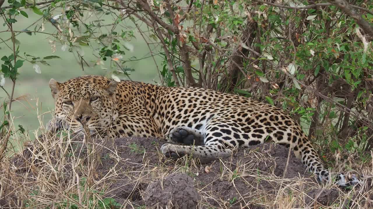 豹- Panthera pardus，非洲大斑点黄猫，猫科猫科科豹属，躺在肯尼亚马赛马拉的小山上休息，全身有斑点，转头，面对面视频素材