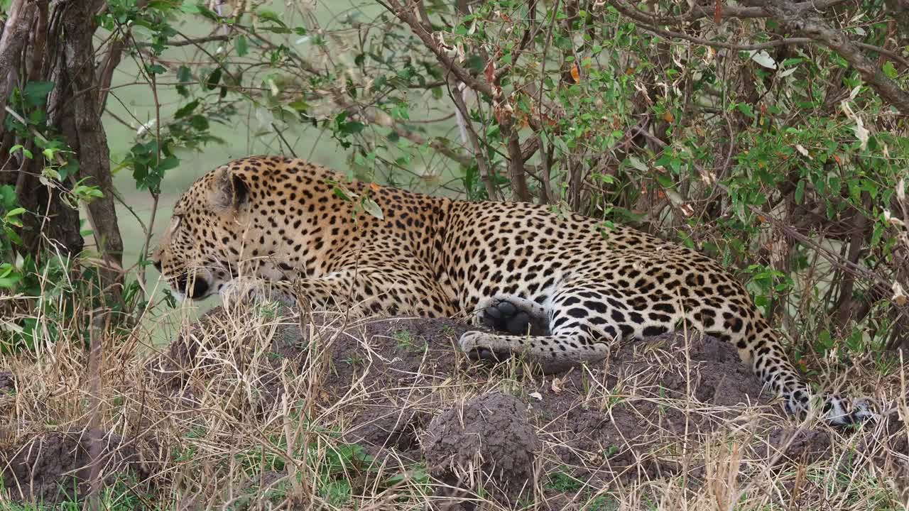 豹- Panthera pardus，非洲大斑点黄猫，猫科猫科科豹属，躺在肯尼亚马赛马拉的小山上休息，全身有斑点，转头，面对面视频素材