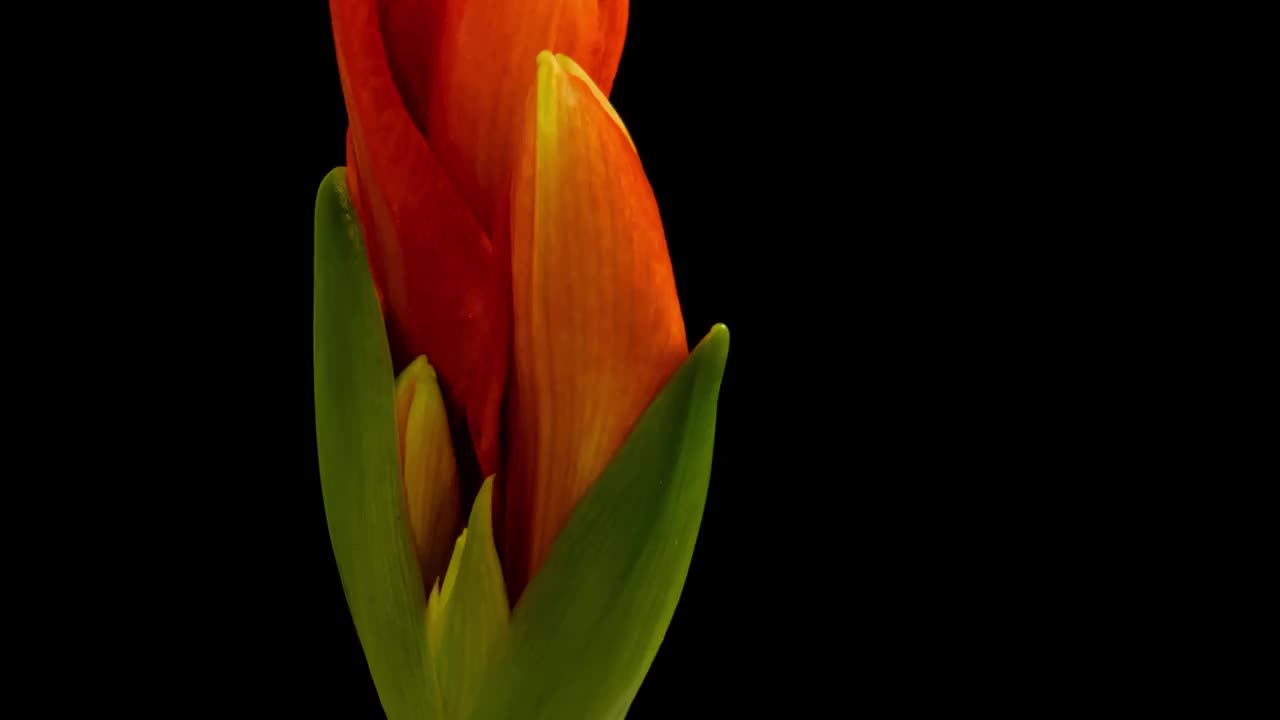 Macro time lapse盛开红色的Amaryllis (Hippeastrum)花，隔离在纯黑色背景视频素材