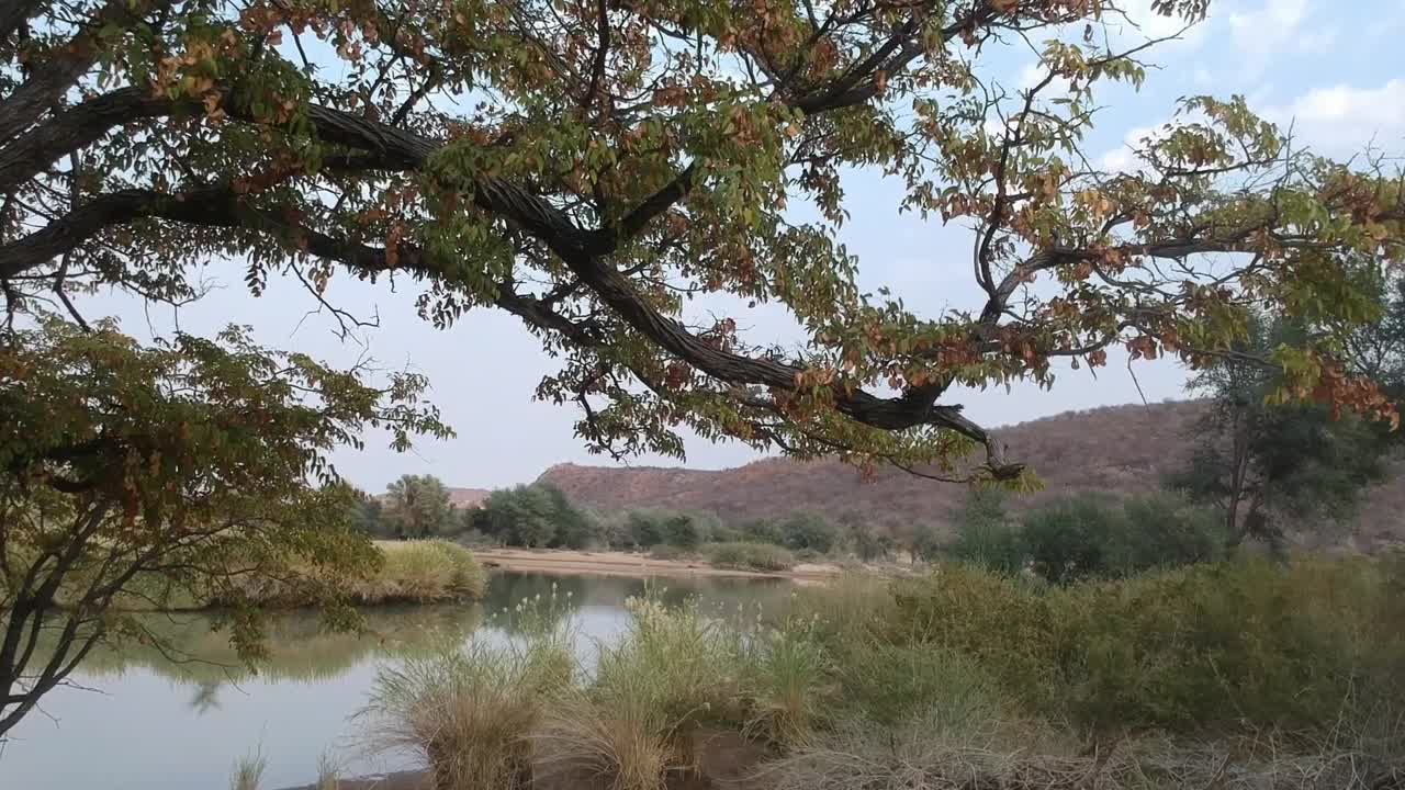 摄像机在一根大树枝下移动到Kunene河平静的水面上，水面上有芦苇和树木的倒影视频素材