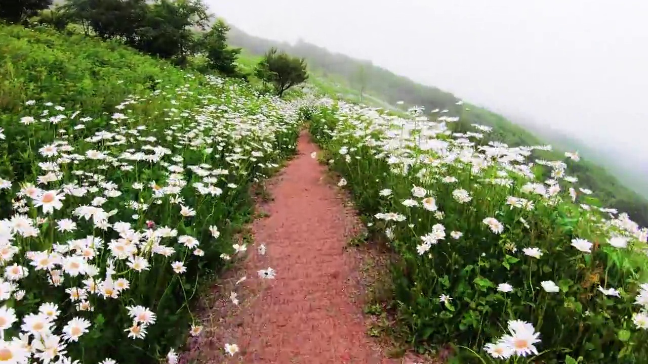 清谷山的雾和雏菊风景/韩国江原道平昌郡视频素材