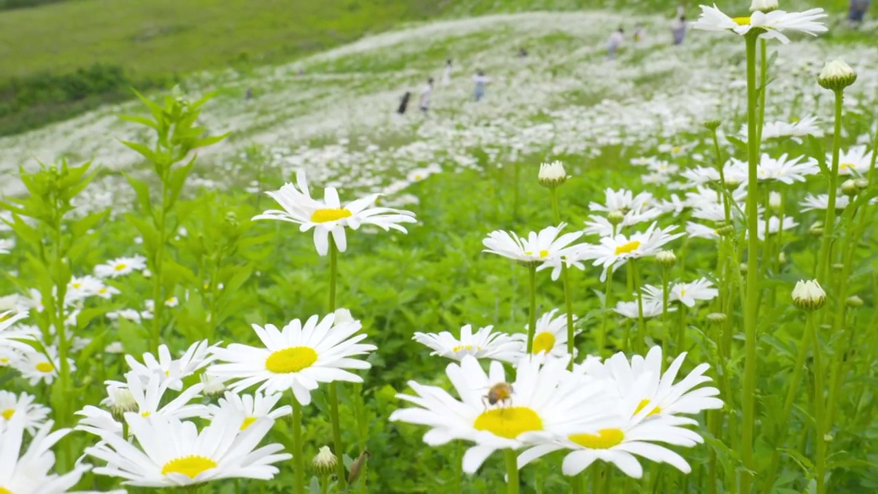 雏菊风景/韩国江原道平昌郡视频素材