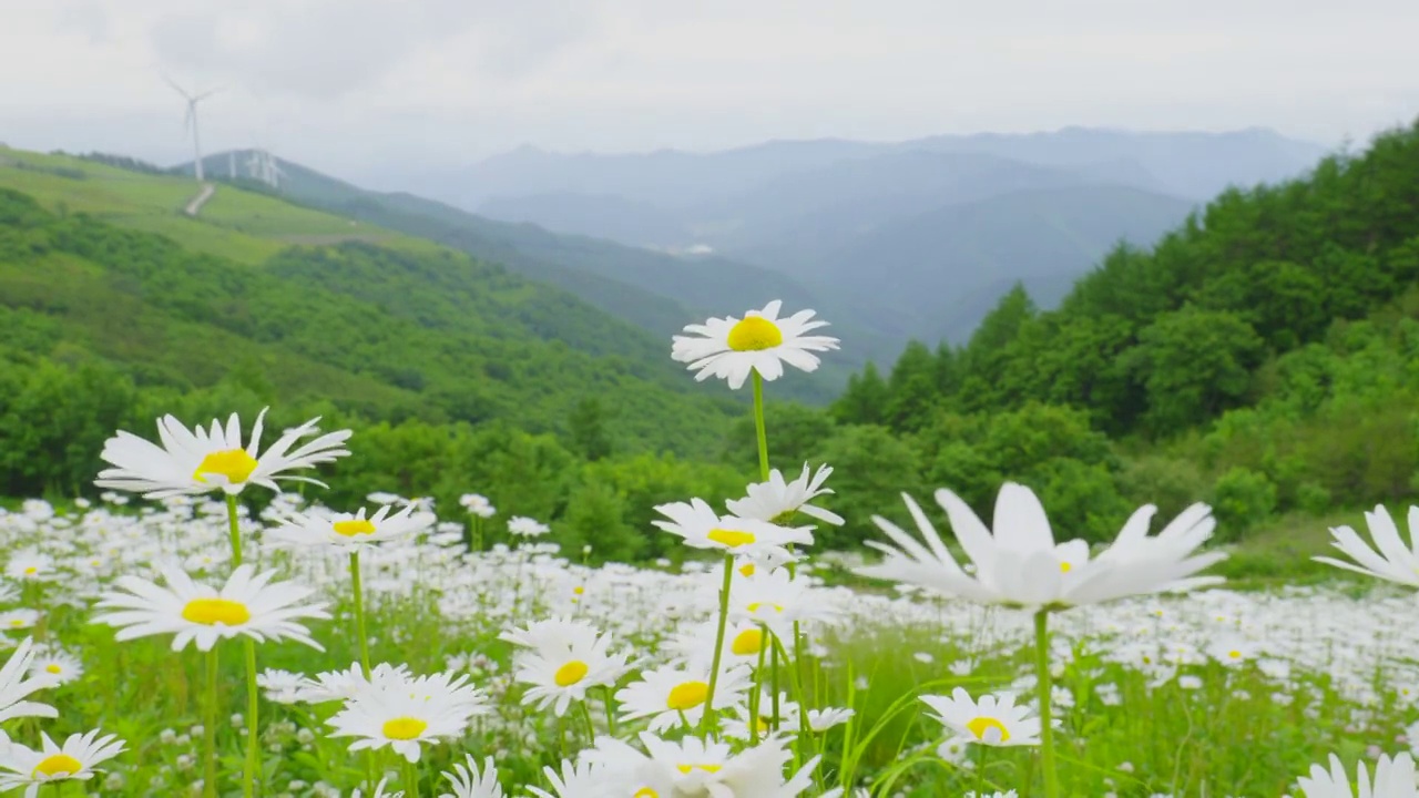 ▽青谷山柳白马吉=菊花和风力发电机的风景/江原道平昌郡视频素材