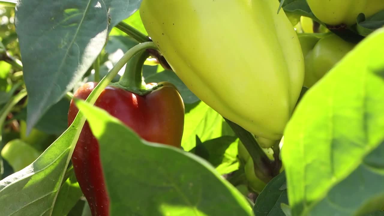 在屋外的花园里，长着五颜六色的大辣椒的树枝随风飘动。成熟的有机蔬菜准备在花园里的阳光下收获。视频素材