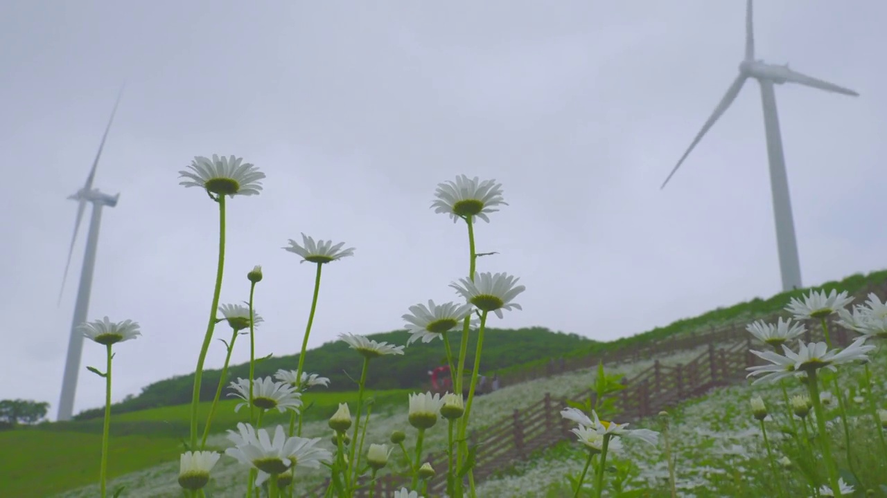 ▽青谷山柳白马吉=菊花和风力发电机的风景/江原道平昌郡视频素材