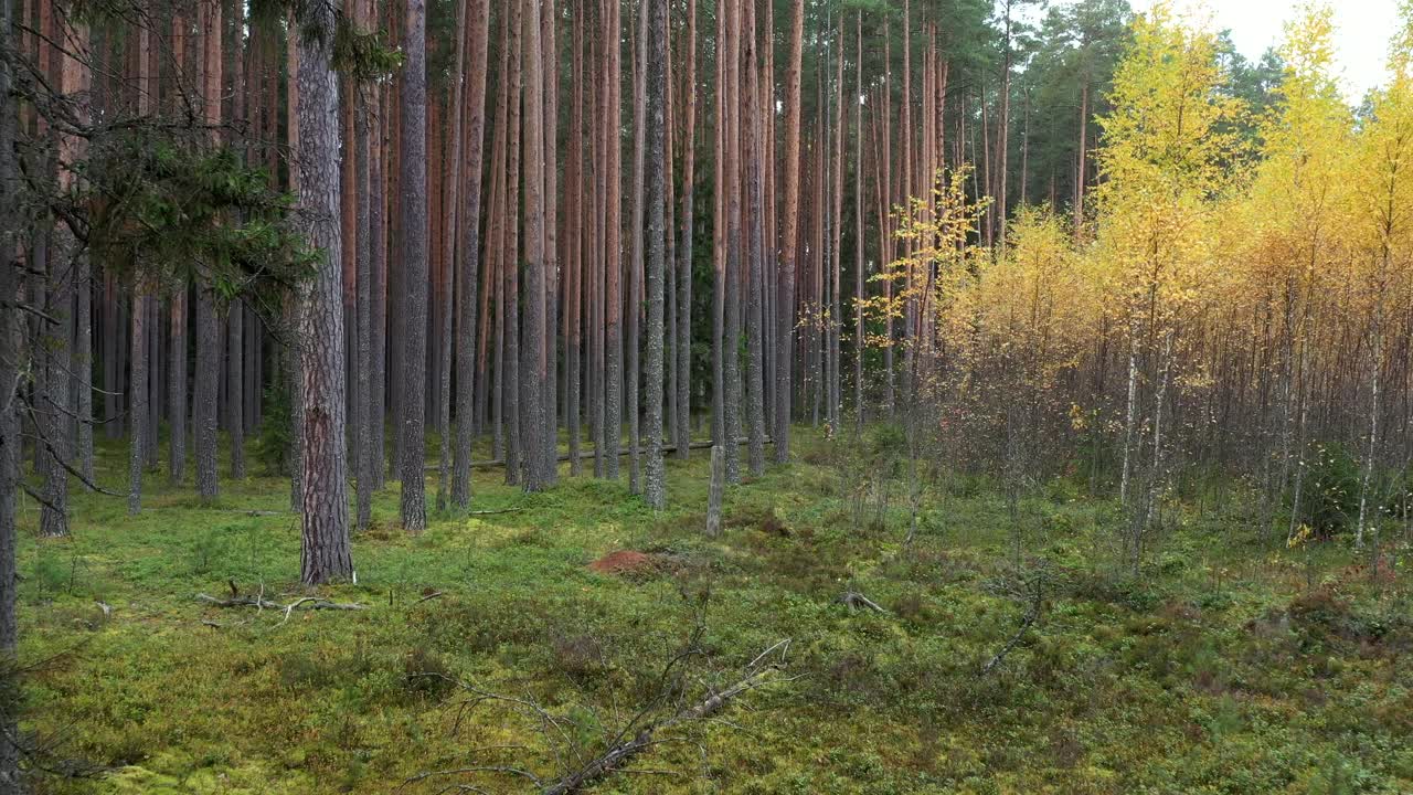 飞翔在秋日松林的树影间。自然森林场景。视频素材