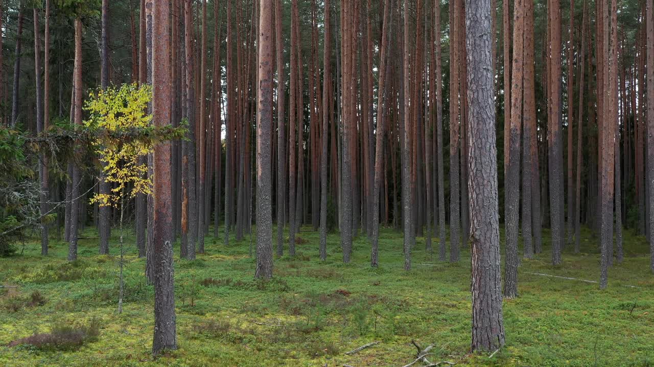 飞翔在秋日松林的树影间。自然森林场景。视频素材