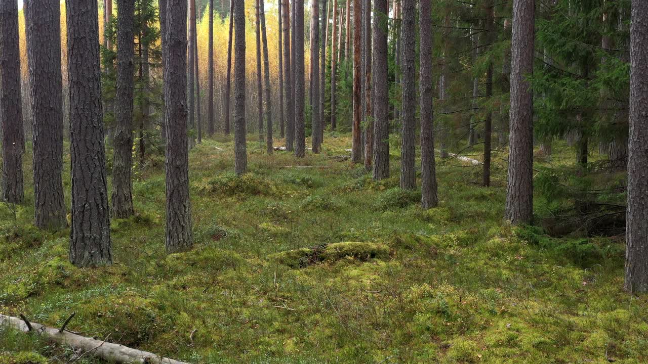 飞翔在秋日松林的树影间。自然森林场景。视频素材