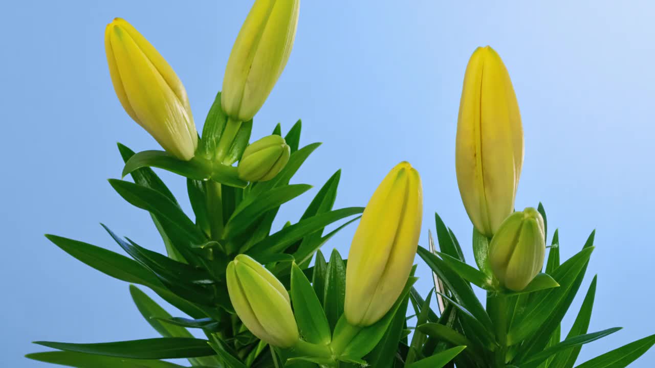 Macro time lapse blossom yellow Orienpet Lily flower, isolated on blue background close-特写视频素材