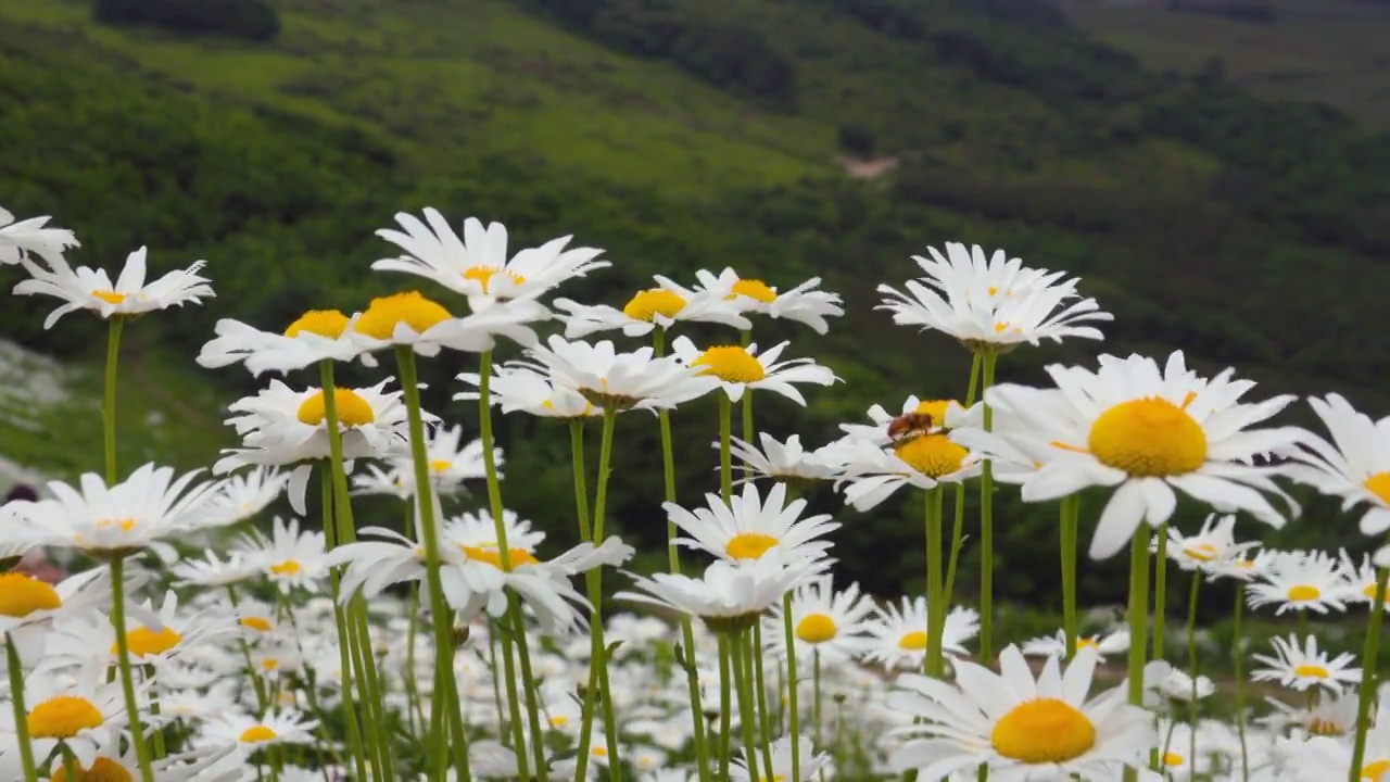 雏菊风景/韩国江原道平昌郡视频素材