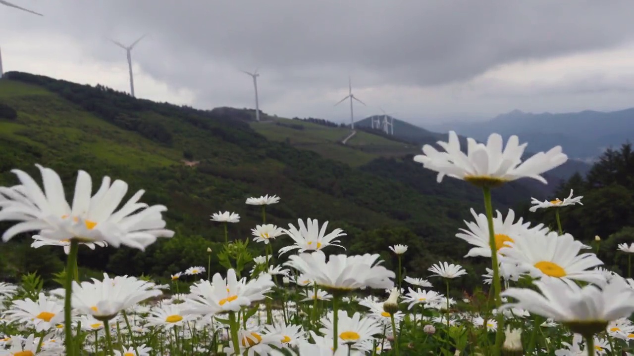 ▽青谷山柳白马吉=菊花和风力发电机的风景/江原道平昌郡视频素材