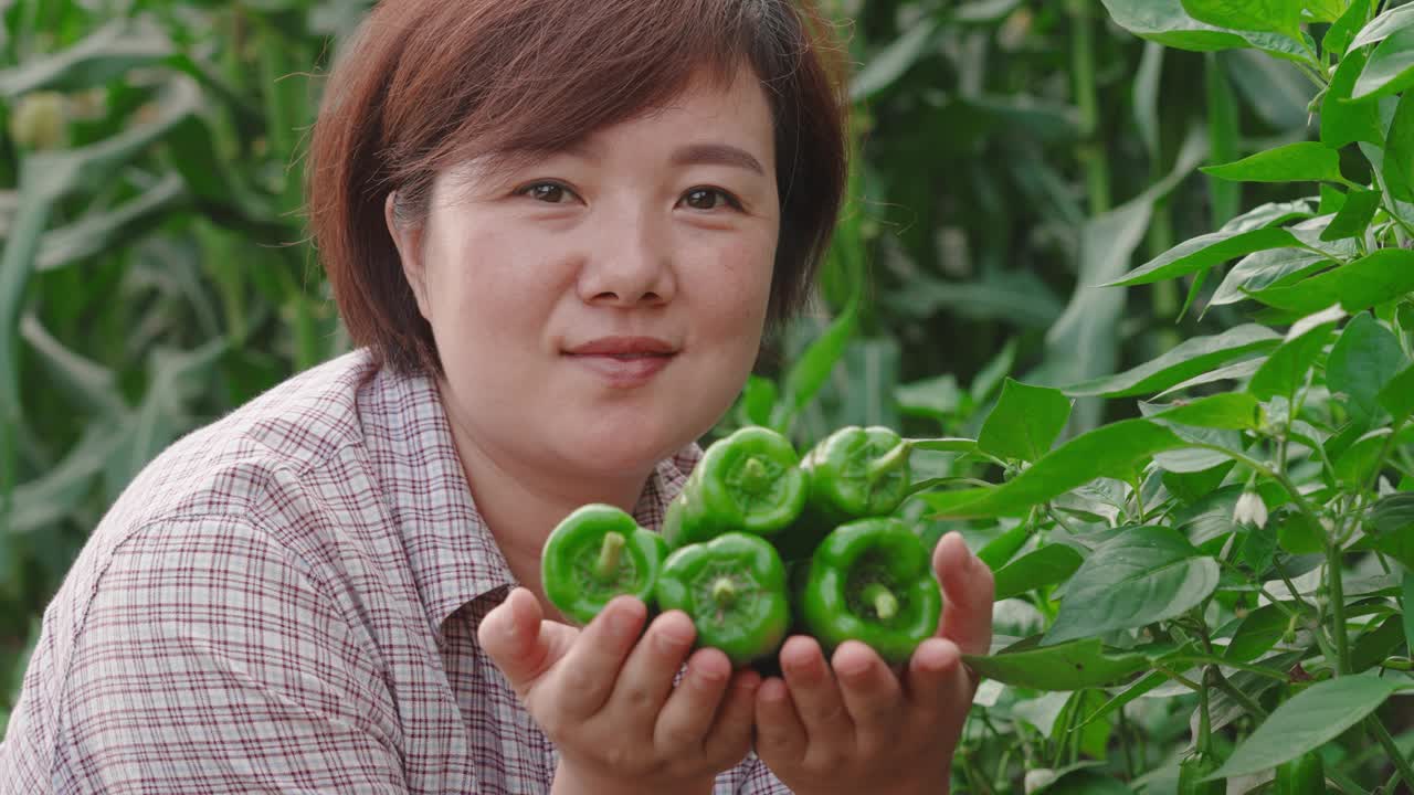 有机农民收获有机胡椒视频素材