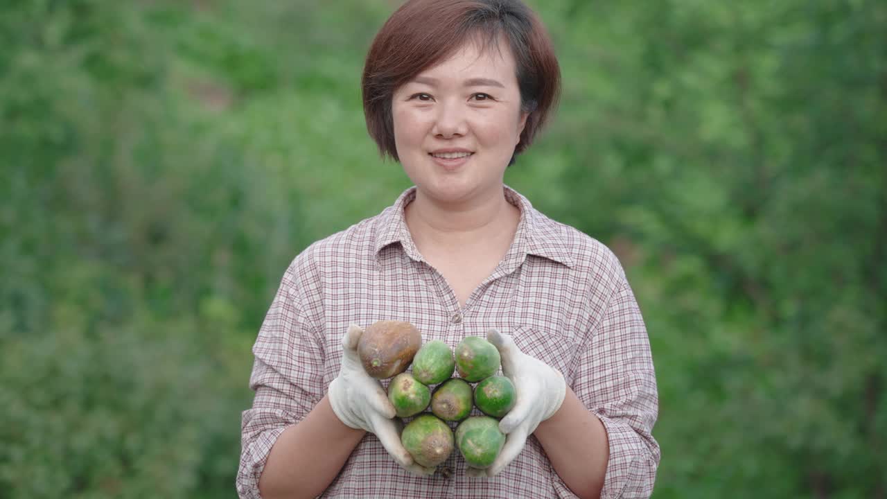 有机农民收获有机黄瓜视频素材