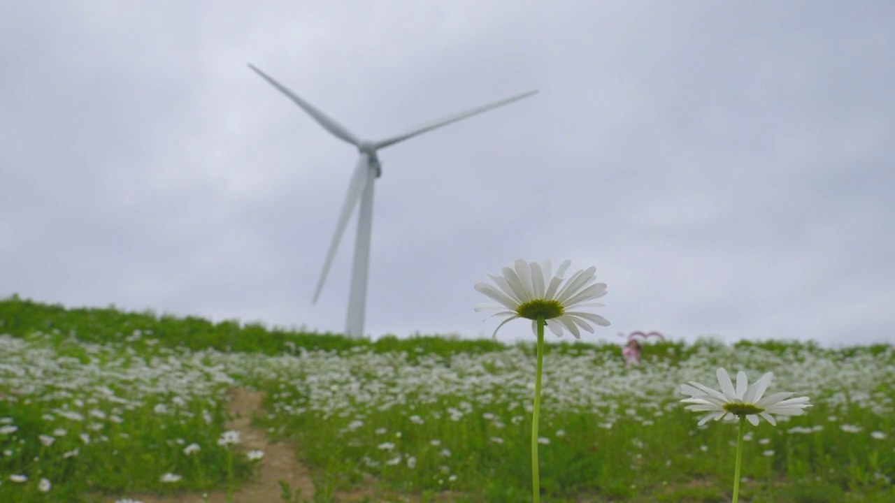 ▽青谷山柳白马吉=菊花和风力发电机的风景/江原道平昌郡视频素材