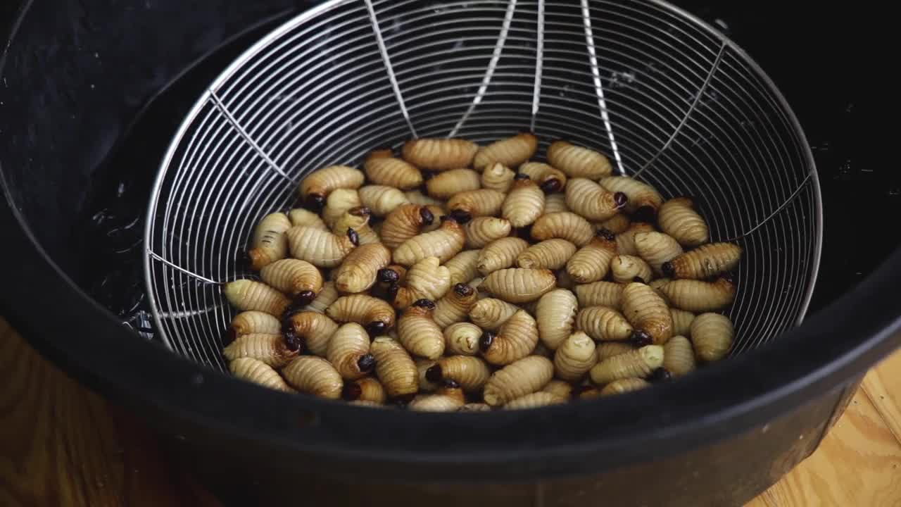 煮沸的西米甲虫或虫棕榈象甲红色的金属滤器，这组煮沸的西米甲虫或虫棕榈象甲红色视频素材