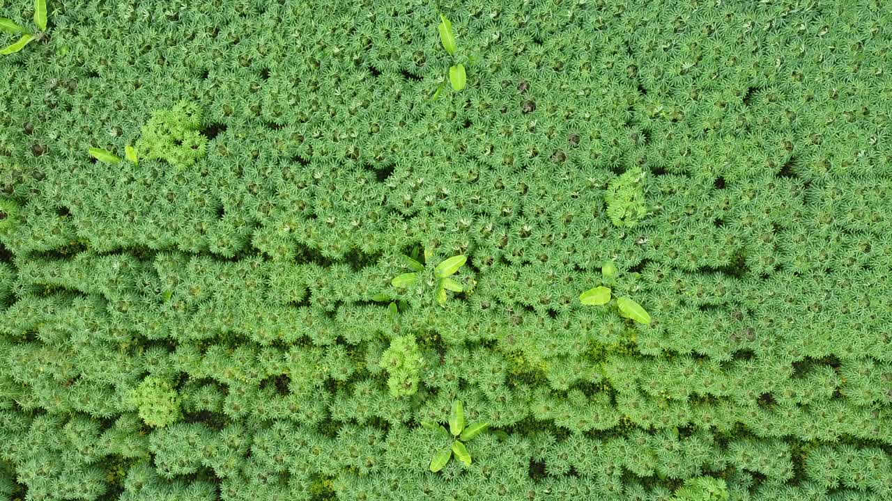 木薯田鸟瞰图视频素材