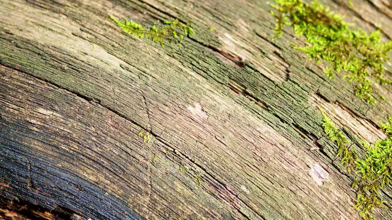 在夏季自然光下长有青苔的树干。关闭了。前视图。锅视频素材