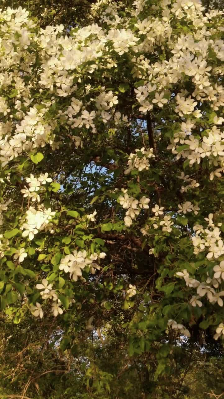 盛开的树枝在夕阳的光线和蜜蜂授粉的花朵视频素材