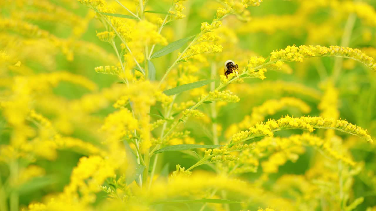 大黄蜂在加拿大一枝黄花上采集花蜜视频素材