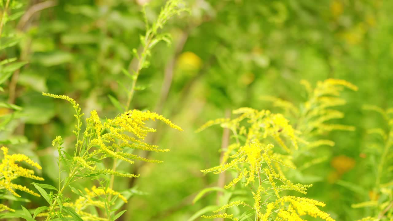 加拿大黄花，加拿大一枝黄花。魔法草地，家庭药房视频素材