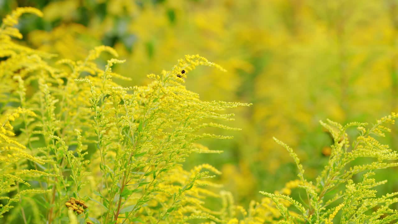 加拿大一枝黄花。美洲植物现在是欧洲和亚洲最具侵略性的物种之一视频素材
