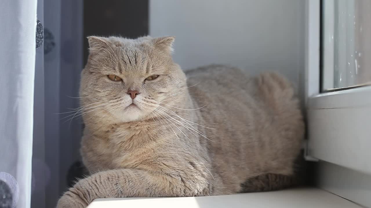 可爱好奇的苏格兰折猫在窗边放松，特写肖像视频素材