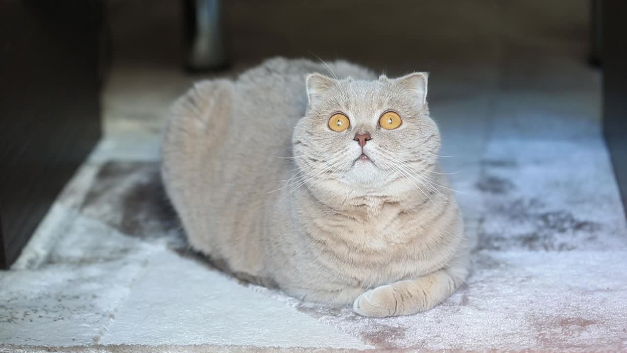 有趣好奇的苏格兰折猫在家里松软的地毯上，特写肖像视频素材