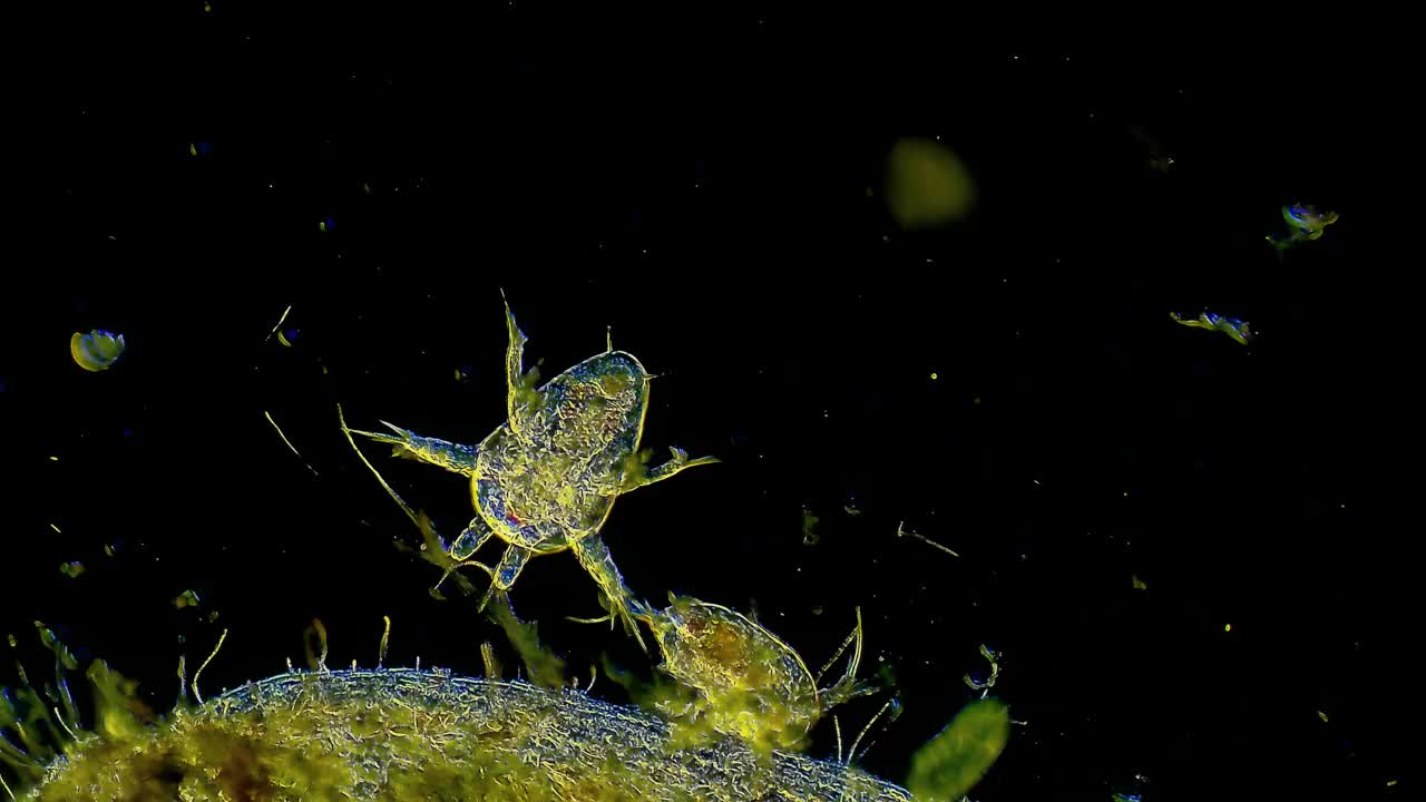 桡足类浮游生物，微生物视频素材