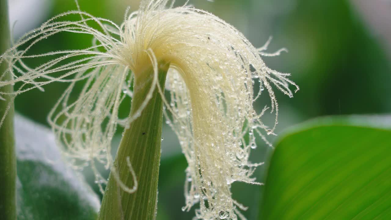 雨中的植物视频素材